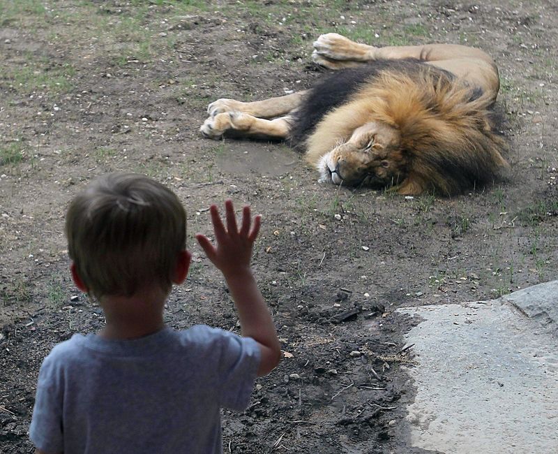A young visitor waves to the zoo's male lion, Tamarr, as he takes a nap in the sun in the Pride of Africa exhibit at the Akron Zoo, Saturday, June 29, 2019 in Akron, Ohio. (Jeff Lange/Beacon Journal/Ohio.com)