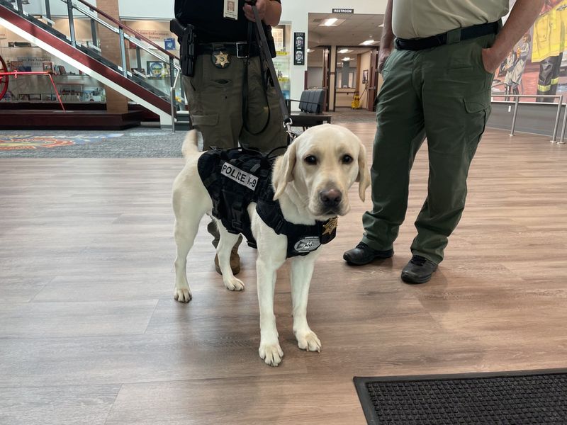 A 2-year-old yellow Labrador retriever was sworn in July 14 as an explosives detection dog with the Ohio Department of Commerce Divsion of State Fire Marshal.