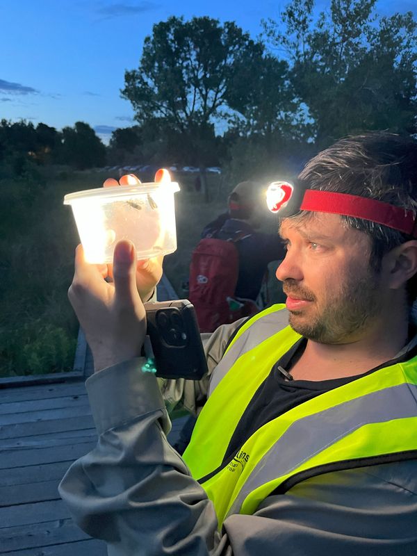 Francisco Garcia, the Butterfly Pavilion's director of research and conservation, looks over a container with fireflies captured for research purposes at Riverbend Natural Area in Fort Collins, Colo. in June of 2025.