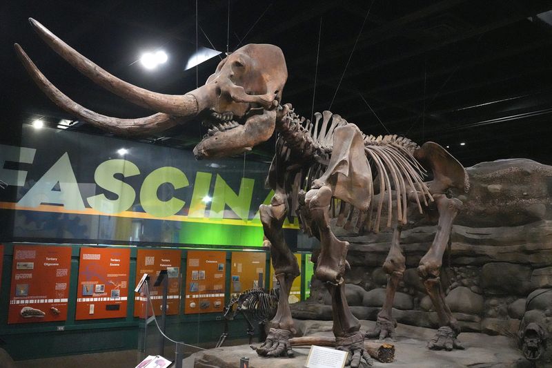 The DeVille mastodon - nicknamed Bondo Betty - has been display at the William McKinley Presidential Museum & Library in Canton, since the late 1980s. Real estate developer Roger DeVille and his crew found it on July 22, 1970.