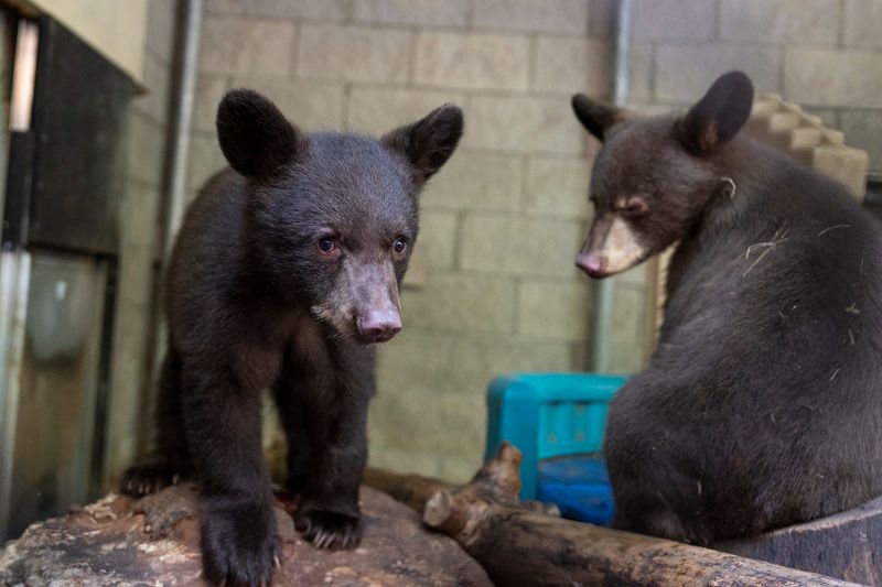 Two black bear cubs are the newest inhabitants of the North America Trek region at the Columbus Zoo.
