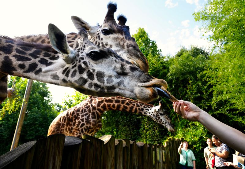 The Zoo plans to add a new immersive giraffe habitat in the next five years. The estate's donation will support the habitat's creation.