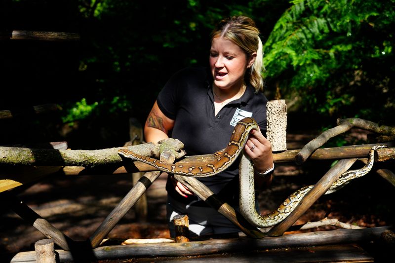 Shae Burns, manager of the wild encounters at the Cincinnati Zoo & Botanical Garden, talks about Rhubie, a nine-year-old Angolan python.