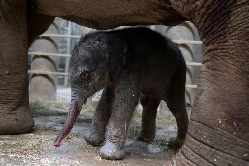 Sunny the Asian elephant delivered a female calf on July 23.