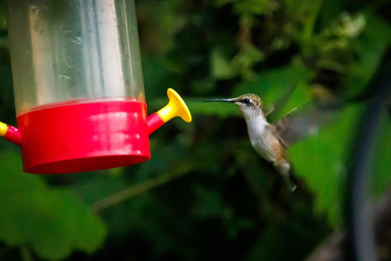 A ruby-throated hummingbird is seen at a bird feeder at Codorus State Park near Hanover.