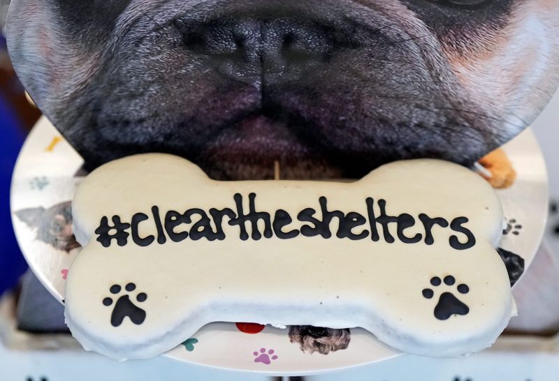 Summit County Animal Control kicked off Clear the Shelter month with an adoption event, Saturday, Aug. 2, 2025, in Akron, Ohio.