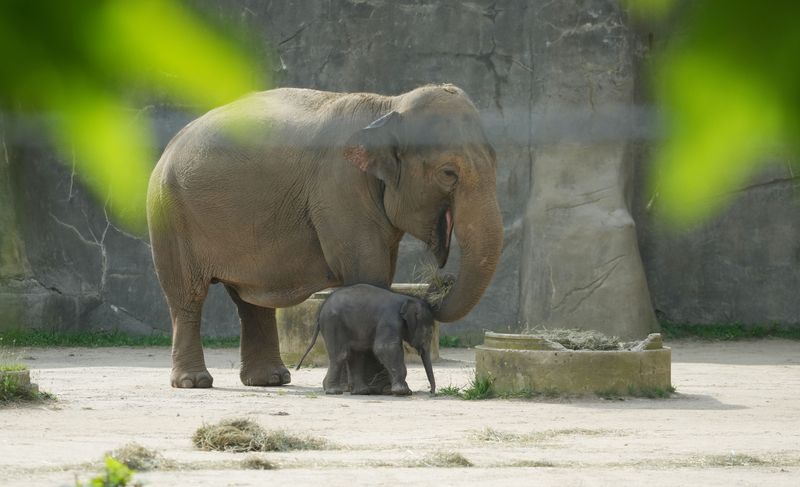 The new baby elephant debuts to the public at the Columbus Zoo and Aquarium on Aug. 4, 2025. The as-yet unnamed baby elephant spent most the morning underneath its mother, Sunny. Also walking around with the baby was Sunny’s sister, Rudy.