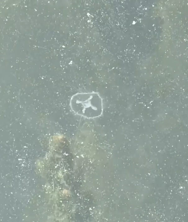 Ray Walter, a Pennsylvania Department of Environmental Protection summer intern, recorded a freshwater jellyfish off a dock at Marina Lake within Presque Isle Bay, Lake Erie, in July 2025.