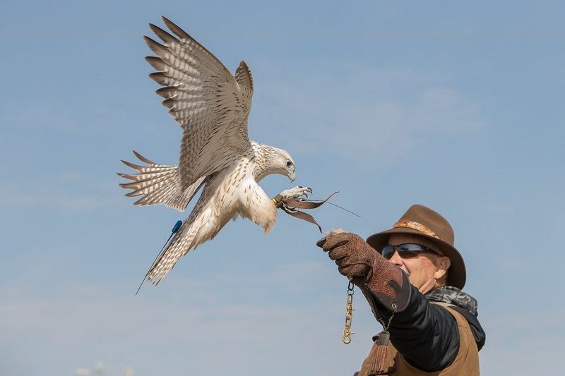 At times Jonathan Wood has had 16 birds on the Extreme Raptors roster, including the all-white Icelandic gyrfalcon. He's presented shows in 49 of the 50 states (only missing Hawaii). He'll be at the 2025 Muskingum County Fair Aug. 10-16.