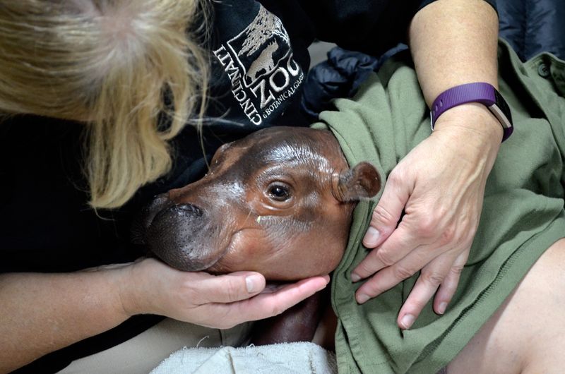 Baby Fiona is cradled by one of her keepers, who provided 24-hour care to the tiny, premature hippo, born on Jan. 24, 2017.
