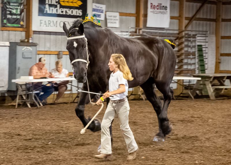 Addi Knapp, age 11 of Lindsey and Arrowhead Acres Farm, shows her draft horse at the 2025 Sandusky County Fair on Aug. 20.