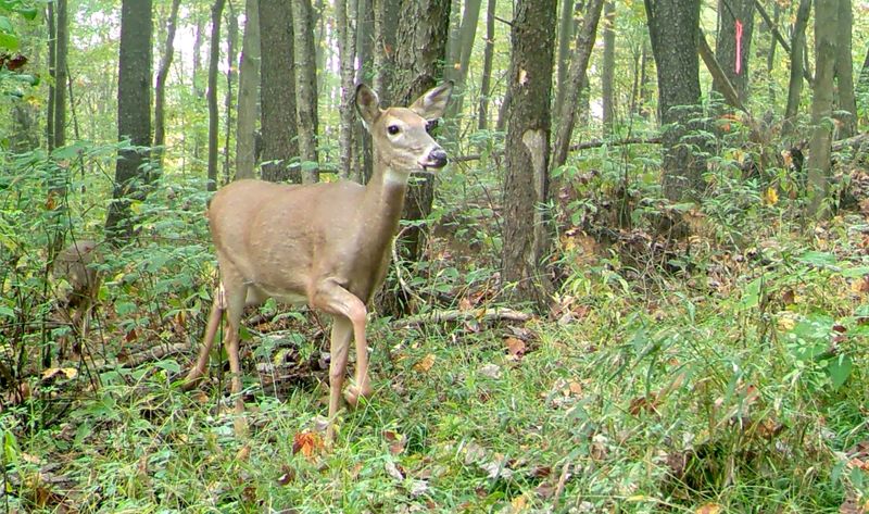 The Pennsylvania Game Commission is asking the public to report any sightings of dead deer that may have died from an unapparent reason. The agency knows of at least two deer that have recently died from EHD.