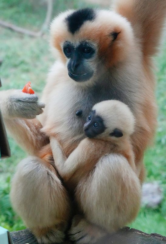Parker, a white-cheeked gibbon, holds her two-month-old baby Leuco as she enjoys a treat at the Akron Zoo on Aug. 28, 2025.