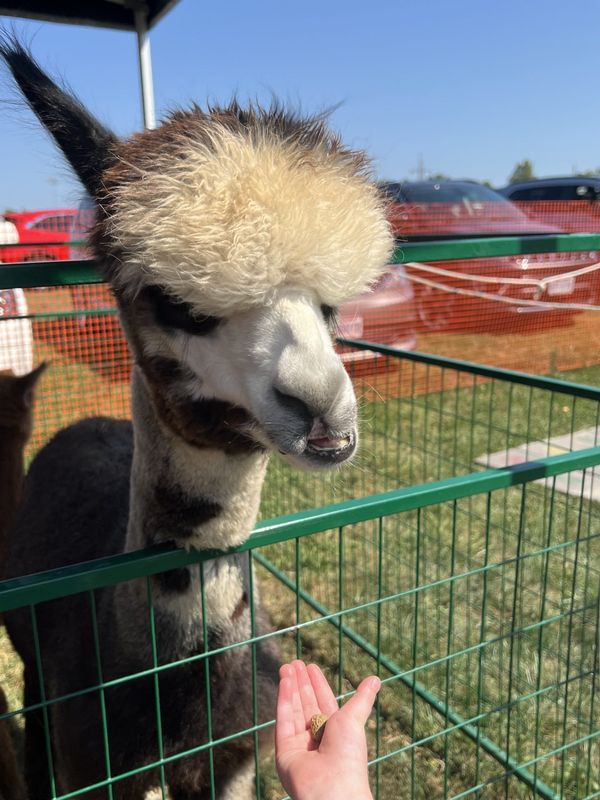 Pure Passions Farm will bring small farm animals and alpacas to Case-Barlow Farm for the farm's Fall Harvest Fest returns on Sunday, Sept. 14.