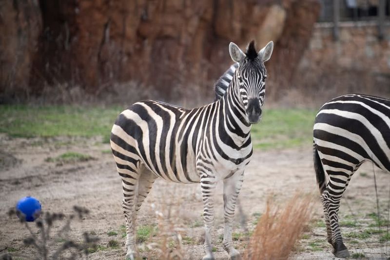 Paula, a zebra that lived in the Heart of Africa enclosure at the Columbus Zoo and Aquarium, passed away after sustaining injuries from colliding with a gate in her enclosure, zoo officials said.