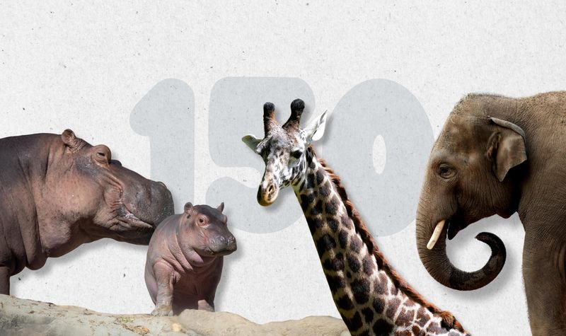 The Cincinnati Zoo & Botanical Garden is celebrating its 150th anniversary in September 2025.