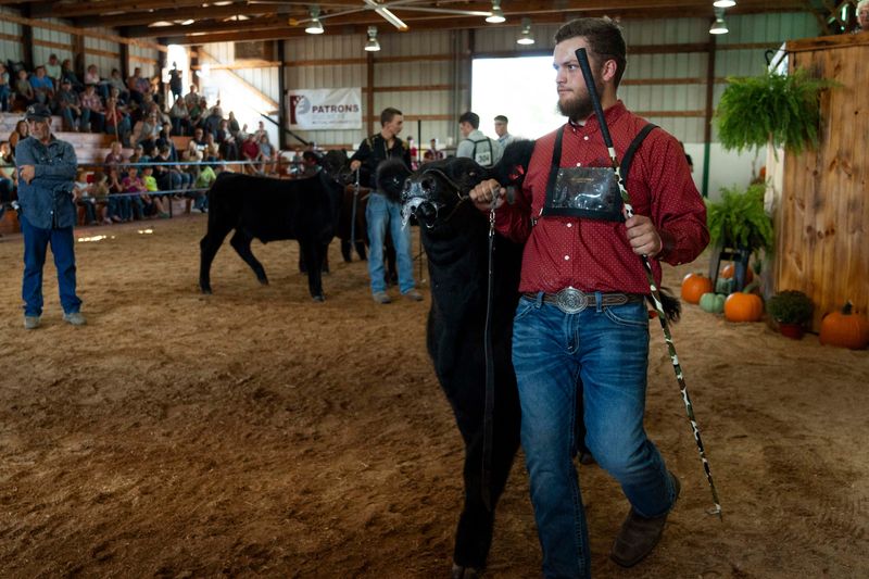 4-H members have spent many hours working with and preparing their animals for the 2025 Guernsey County Fair.