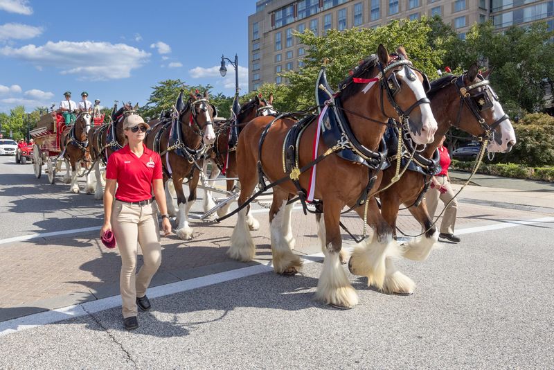 The Clydesdales are appearing 4-6 p.m. Friday, Sept. 12 at the Bellville Street Fair.