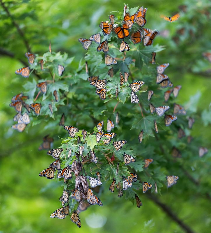 Dozens of monarchs in a silver maple.