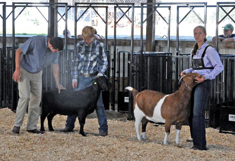 The goat judge checks out the goats in this class on Sept. 17, at the Ashland County Fair.