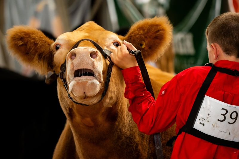 One can only image what this red beauty may be saying to 11-year-old Seely Welch during the junior beef showmanship competition at the 175th Tuscarawas County Fair.