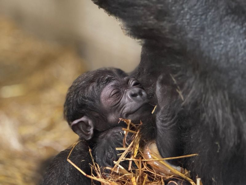 Gladys, a 12-year-old gorilla at Cincinnati Zoo, gave birth to a male baby gorilla at 8:32 a.m. on Saturday, Sept. 20, 2025. Mom and baby are doing well, according to the zoo. This is Gladys’ first baby and the 51st gorilla born at the Cincinnati Zoo & Botanical Garden.