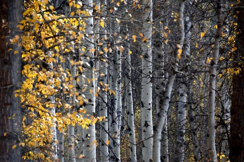 Birch trees provide year-round interest in the landscape with white colored bark and bright yellow leaves in autumn.