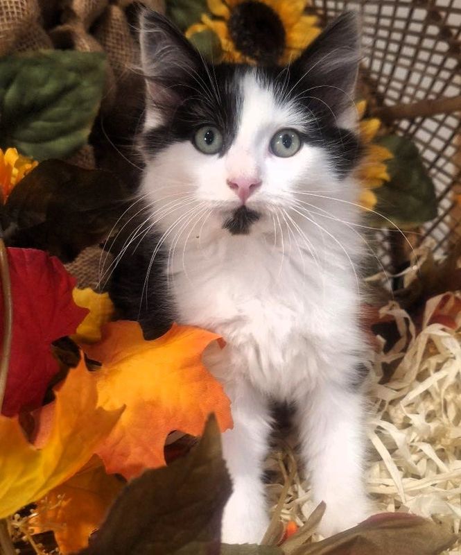 The Milkman is a kitten available for adoption at the Coshocton County Animal Shelter.