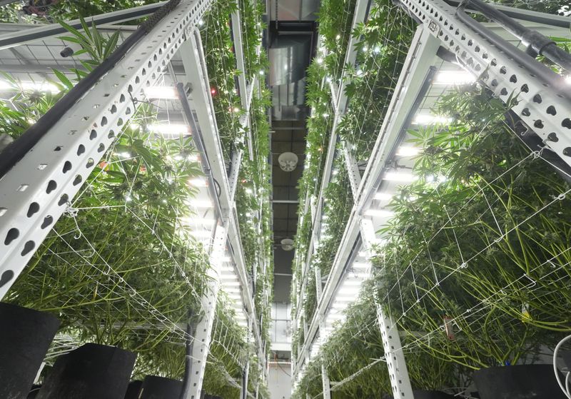 Cannabis plants are stacked five tiers high at the Verano cultivation and processing facility in Canton.