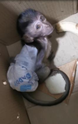 A still image of a baby long-tailed macaque, which prosecutors say is from a torture video.