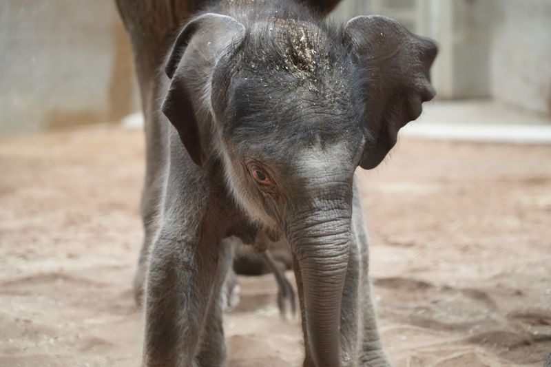 The Columbus Zoo’s has a second baby elephant: a yet-to-be named male calf was born Oct. 21, 2025 by Phoebe, the matriarch of the Zoo’s herd. They gave the Columbus Dispatch a sneak peak of newest baby elephant calf on Oct 30, 2025. The baby will be introduced to the public Friday, October 31. The Zoo also celebrated the July 23, 2025 birth of a calf they named Rita Jean. That calf’s mother is Sunny, who is Phoebe’s sister.