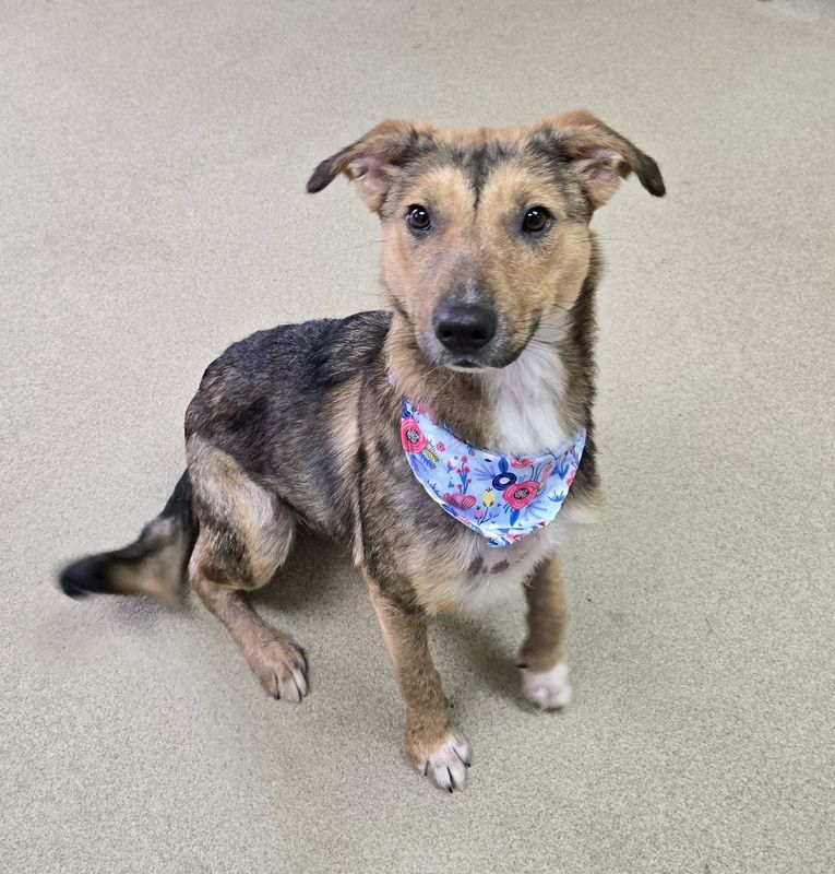 Rainy is a stray looking for a home at the Crawford County Humane Society.
