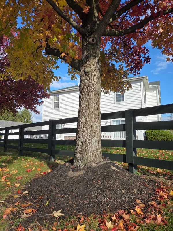 Applying mulch to deeply around trees can have a negative effect on the health of trees.