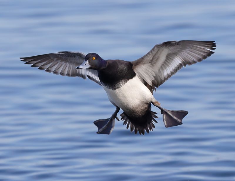A drake lesser scaup comes in for a landing.