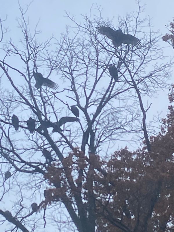 Yesterday before the snow, this photo captured a cluster of turkey vultures. At least they are not on the roof.