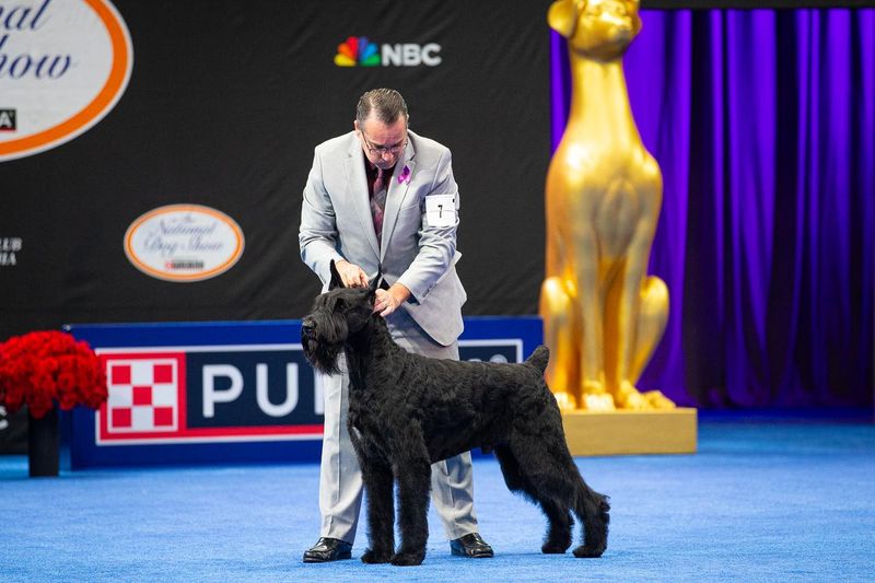 'Dino' the Giant Schnauzer made it to the best of seven in the NBC National Dog Show presented by Purina. Will he take the overall championship? Tune at noon on Thanksgiving Day to find out.