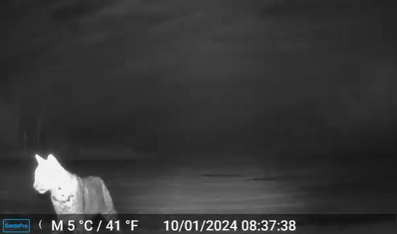 A trail camera on Nov. 21 captured footage of a rare central Ohio bobcat at the Prairie Oaks Metro Parks.