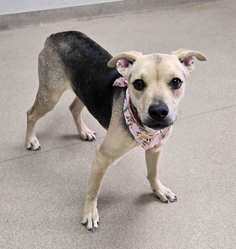 Gizmo is a female shepherd-retriever mix whom the Humane Society Serving Crawford County staff estimates to be about one year old.