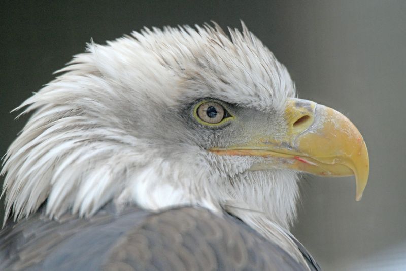 Saint Alice rests in her cage on a cold morning Wednesday. She is an American Bald Eagle and permenant resident at the Ohio Bird Sanctuary due to vision and balance issues after contracting West Nile Virus. January 10 is celebrated annually as Save the Eagles Day.