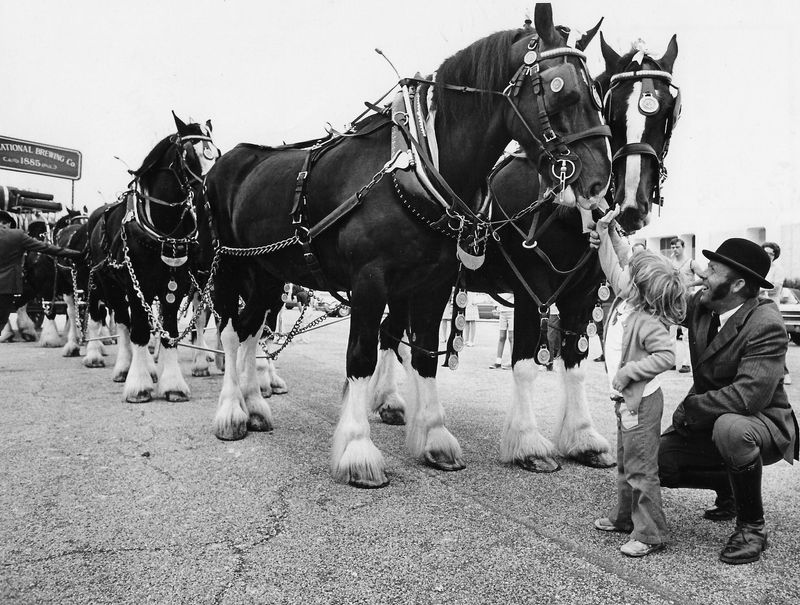 Holly Arnold, 4, the daughter of Mr. and Mrs. Russell B. Arnold, pets a team of horses from the National Brewing Co. of Maryland at Summit Mall in 1972. Gus Rochelle, livery attendant, assists her.