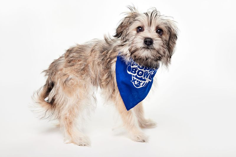 Summer from the Humane Society of Greater Dayton, representing Team "Fluff" in Puppy Bowl XXII on Feb. 8.