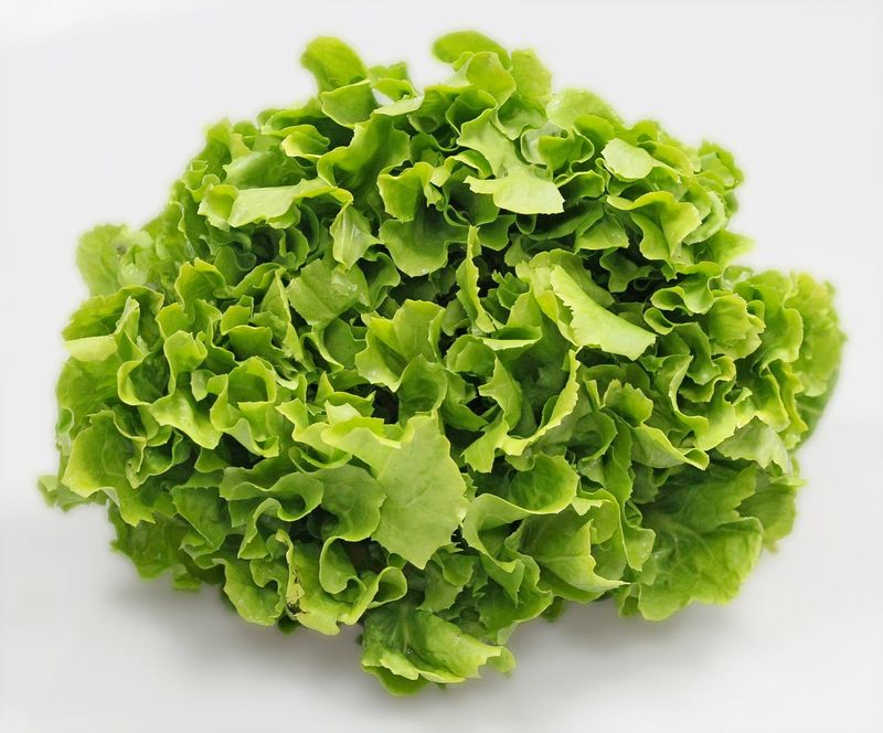 Escarole makes a great salad. You don't need greens for word salad, though.