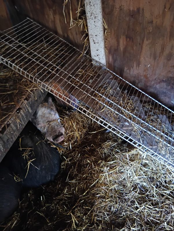 A pig was found in huddled under wire shelving at a Troy Township property in Delaware County on Jan. 23. The pig was one of nine dogs, five pot belly pigs, three cats, two chickens, a duck, a turtle and a rabbit rescued from the property. The owners are now facing 22 charges related to animal cruelty in Delaware County Municipal Court.