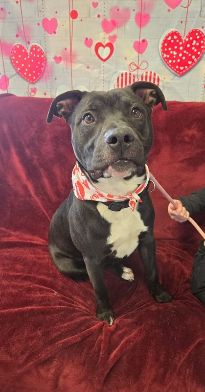 Damian is currently available for adoption at the Marion County Dog Pound.