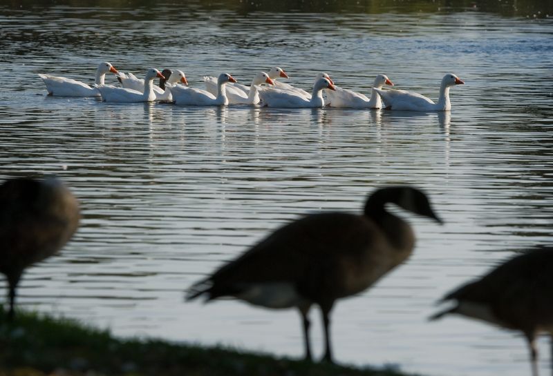 A flock of ducks swim by some Canada geese standing on the banks of the lagoon at Oak Grove Regional Park in Stockton on Sept. 9, 2015.