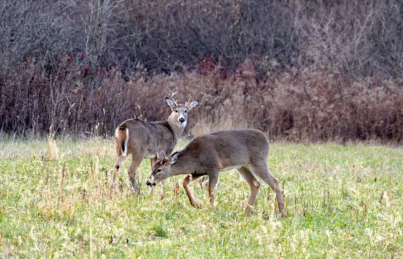 Chronic wasting disease has been confirmed by lab testing in additional animals from Wyandot, Marion, Hardin, Allen, Crawford and Hancock counties.