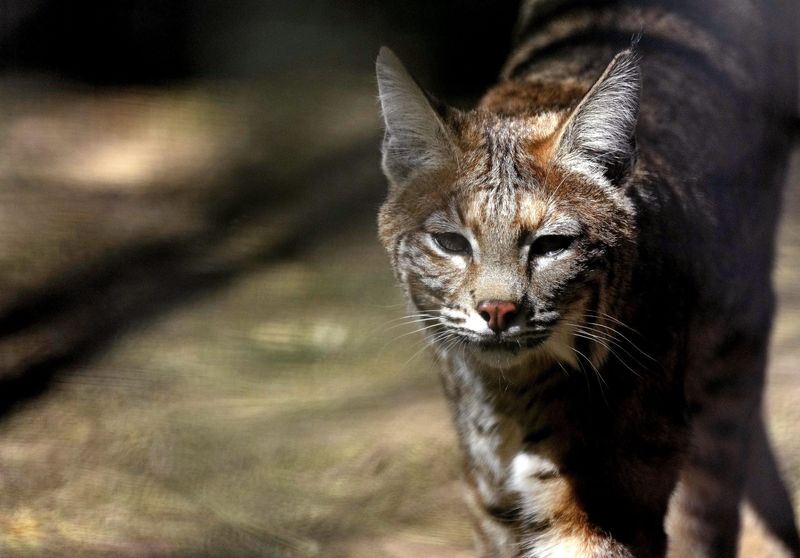 There have been more than 500 confirmed sightings of bobcats by the Ohio Division of Wildlife annually since 2019.