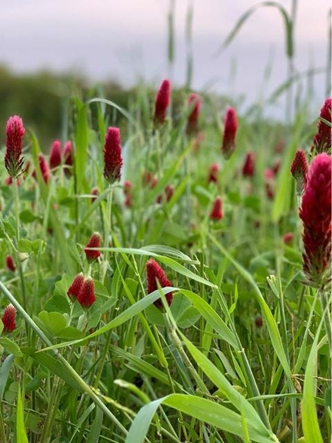 Crimson closer is just one beautiful example of cover crops building soil health and improving water quality in Ashland County.