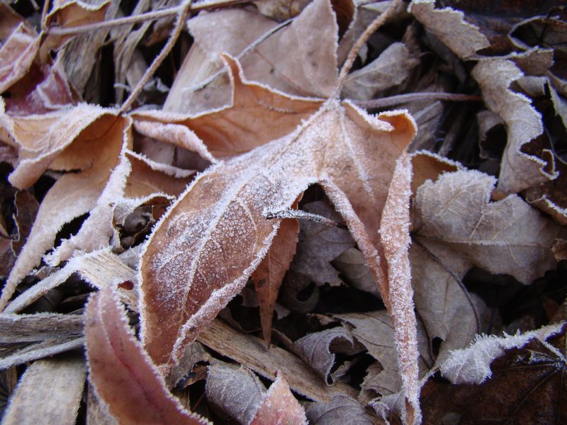 Cool mornings could turn frosty once the temperature falls to 36 degrees or colder.