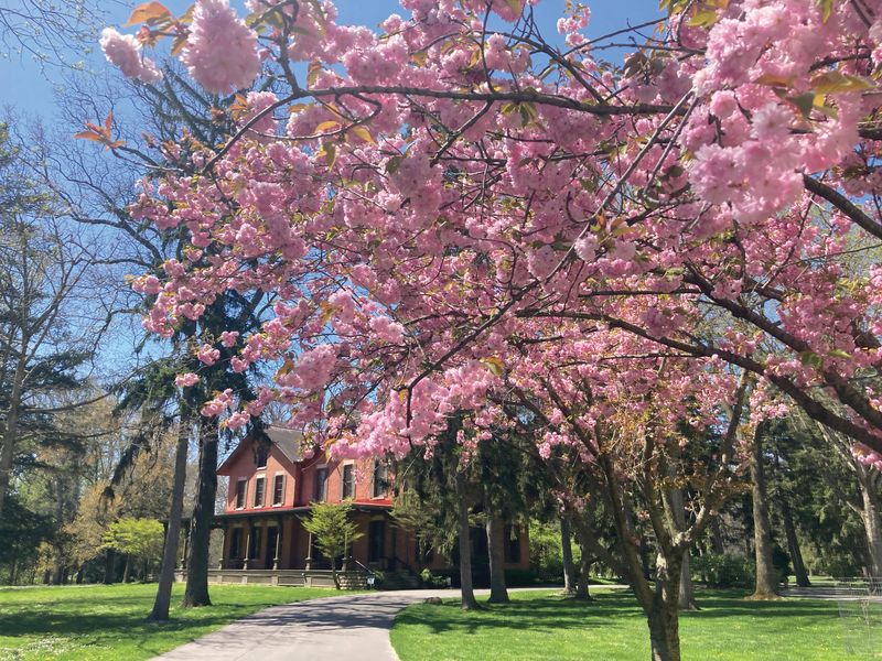 The Hayes 31-room Victorian mansion sits next to the massive Hayes Presidential Library and Museums on 25 acres of carefully tended gardens and woods called Spiegel Grove in Fremont, Ohio.